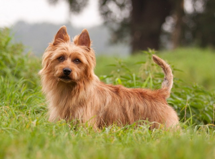 Стаффордширский бультерьер