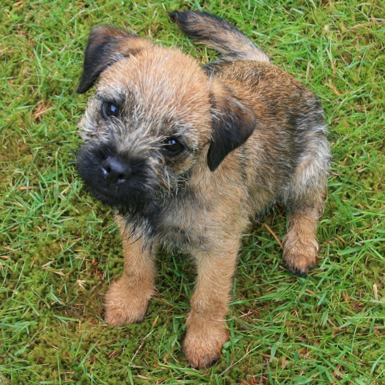 Ирландский терьер Мэримак