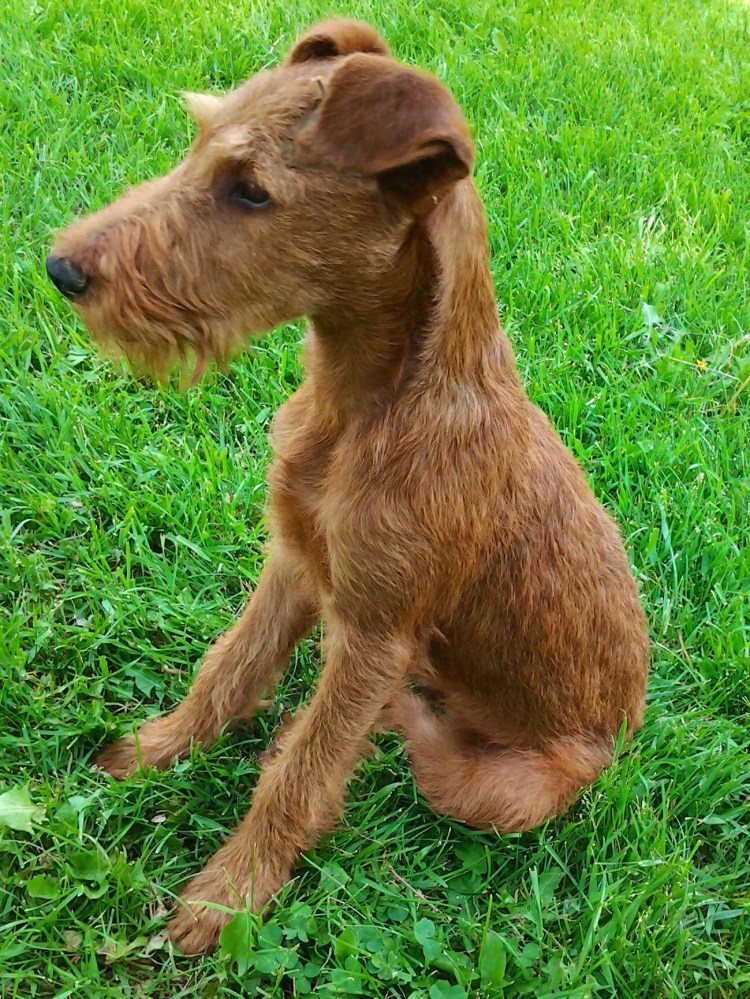 Бордер терьер гладкошерстный