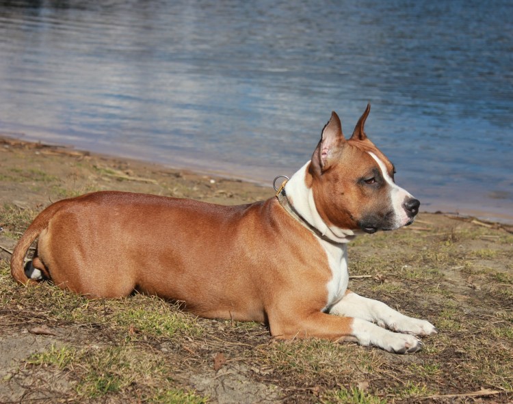 Американский стаффордширский терьер