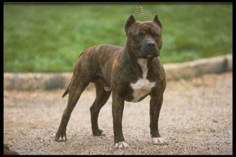 Паттердейл терьер чёрный