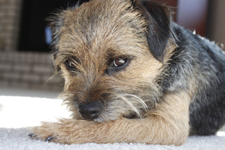 Фокстереье жостко шорстный