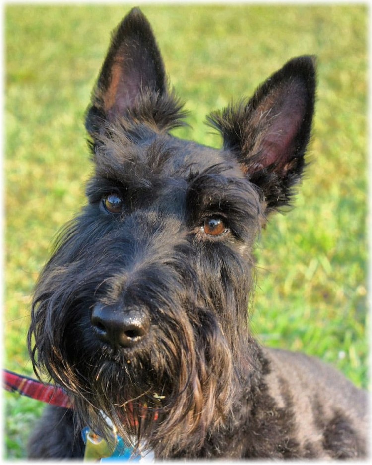 Порода собак скартерьер