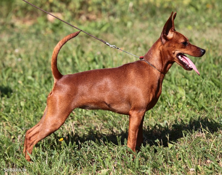 Цвергпинчер черно-подпалый