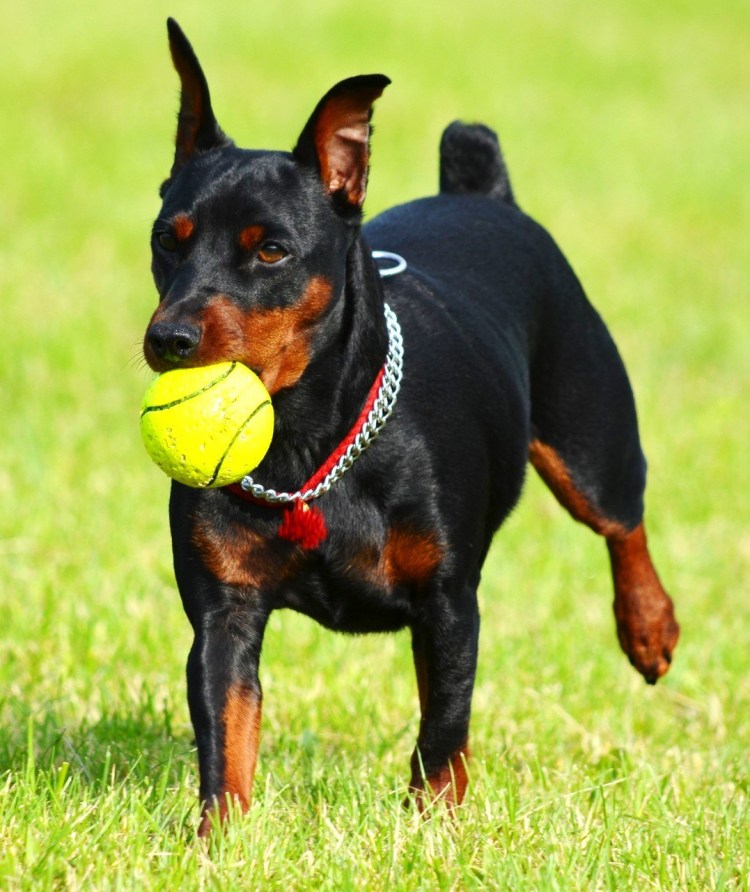 Доберман-пинчер карликовый