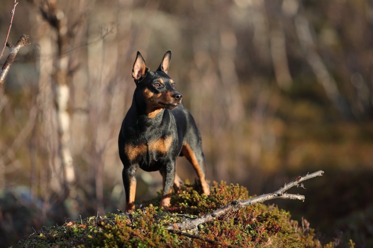 ДОГБЕРМАН пикчер карлик