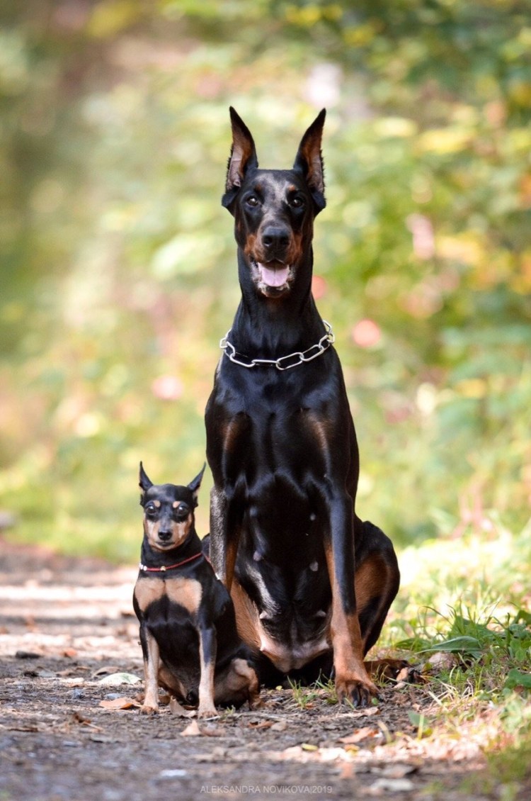 Порода Цвингер пинчер