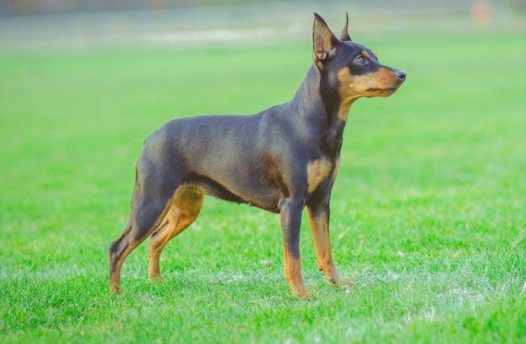 Карликовый пинчер