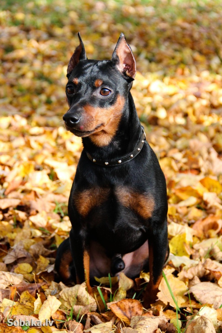 Цвенг пинчер