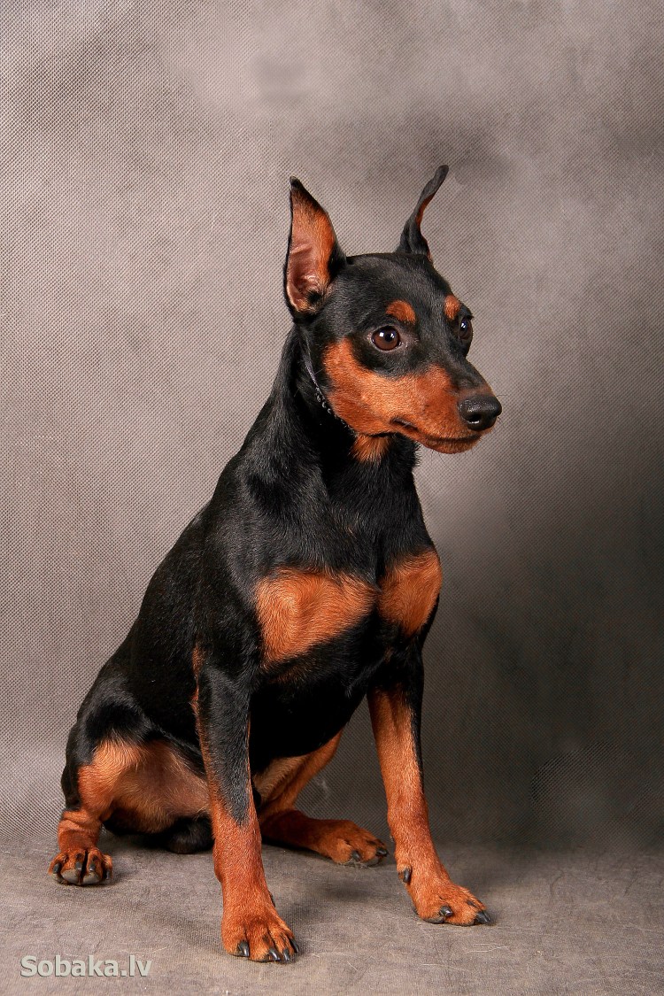 Пинчеры породы собак