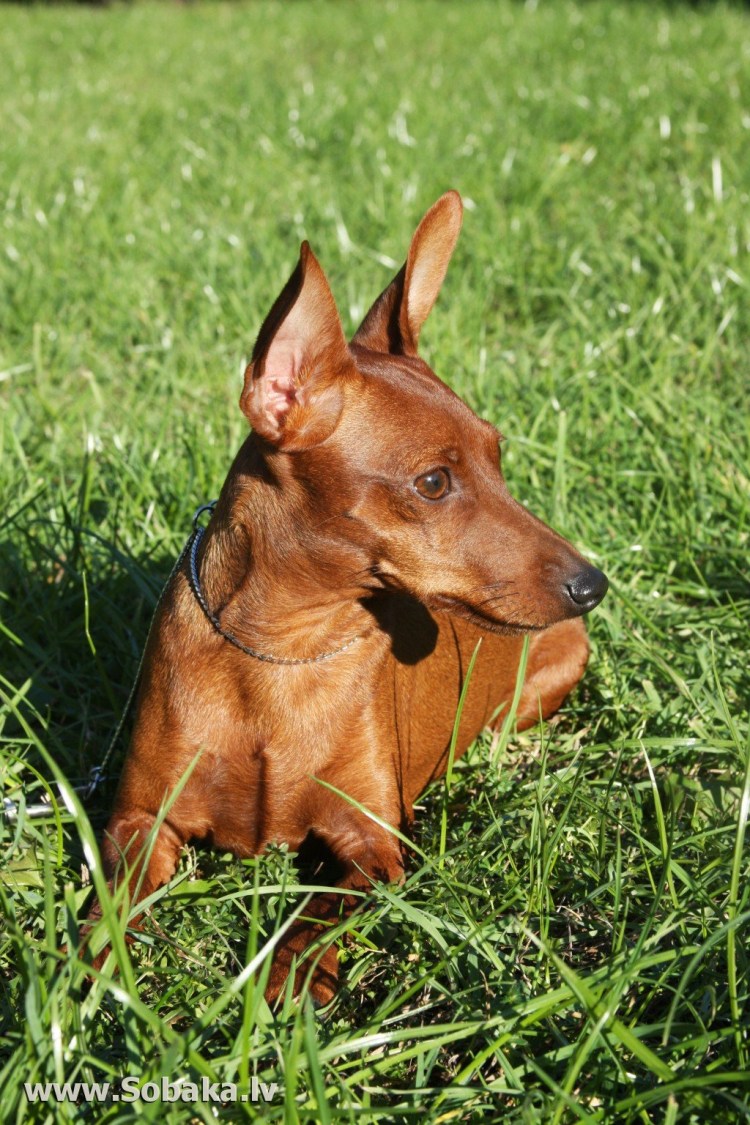 Порода Цвингер пинчер