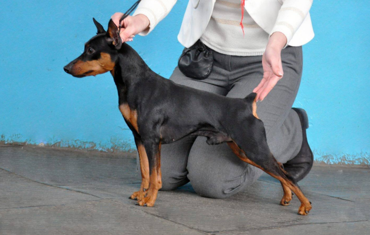 Цвергпинчер терьер карликовый