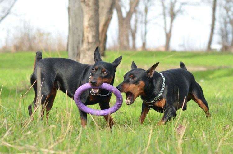 Карликовый пинчер Цвергпинчер