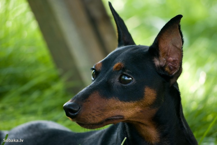 Порода Цвингер пинчер