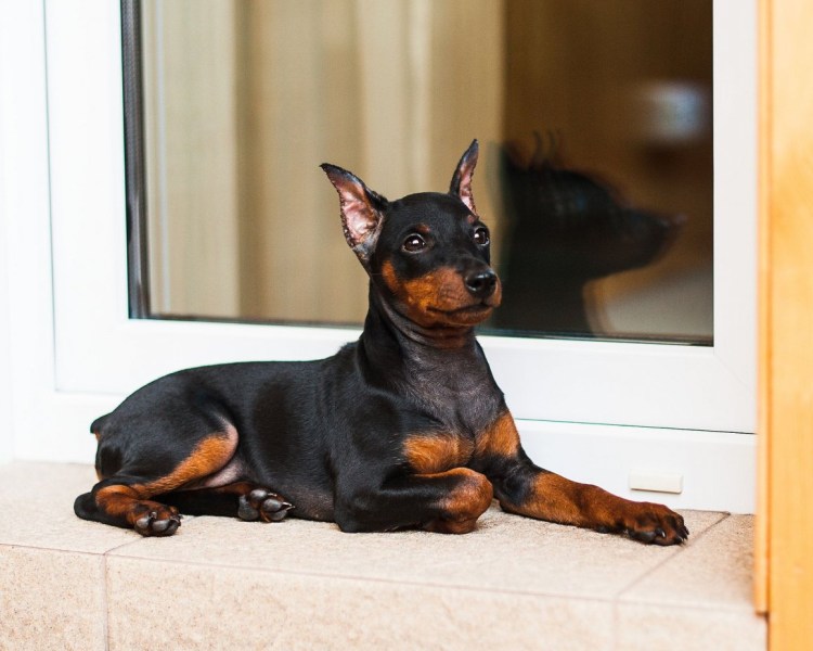 Карликовый Манчестерский терьер