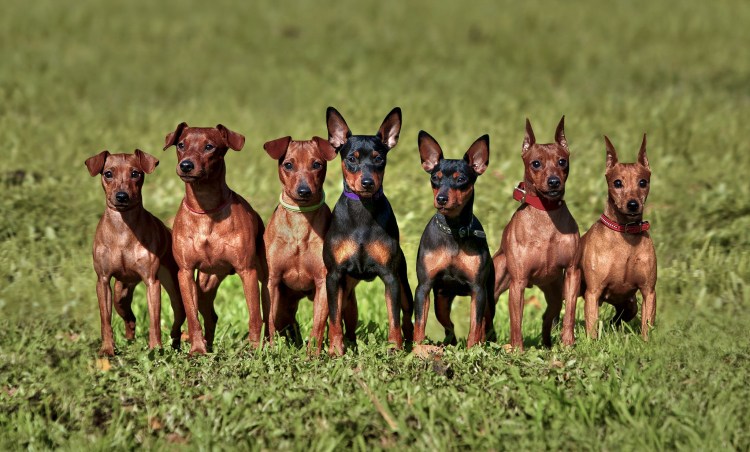 Карликовый пинчер