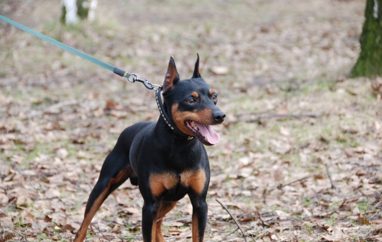 Цвенг пинчер