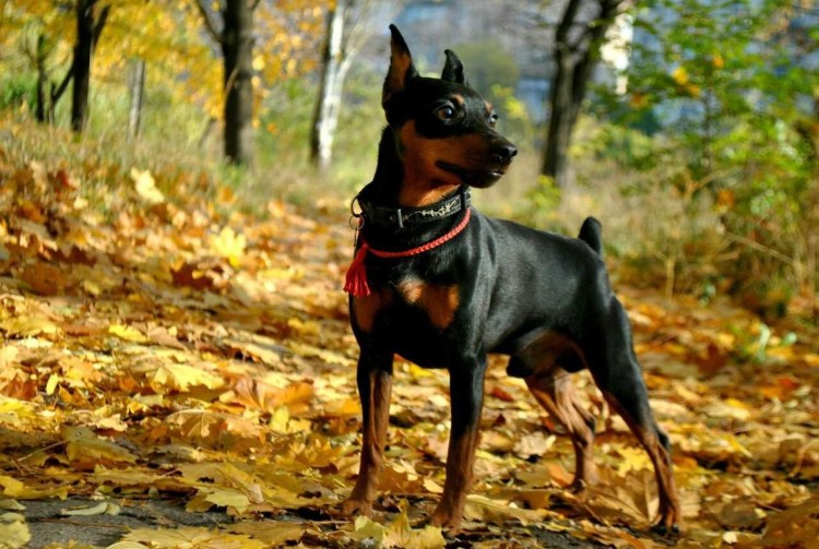 Канадский пинчер