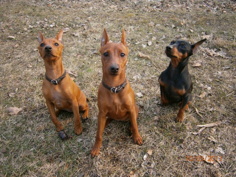 Порода Цвингер пинчер