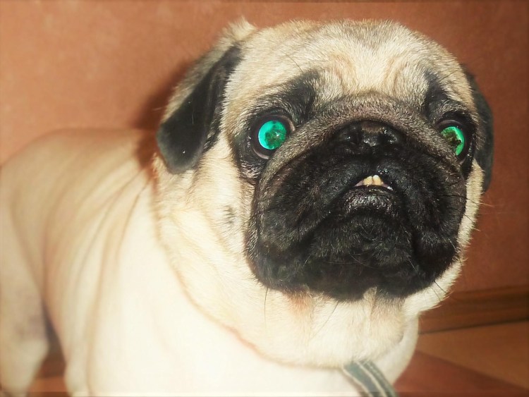 Английский бульдог зубы