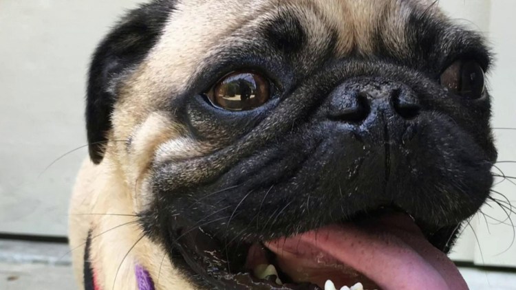 Мопс окрас Мерле