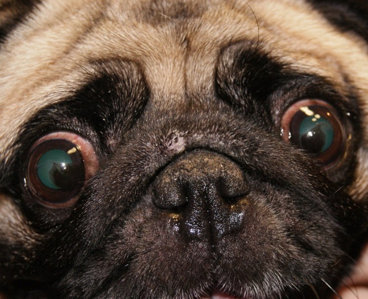 Мопсы Тамбов купить