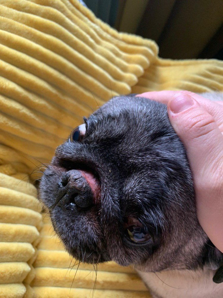 Пластика ноздрей французский бульдог