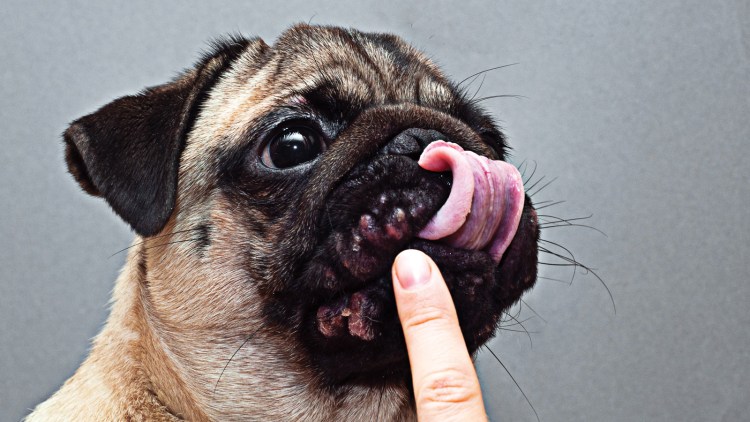 Хвост МОПСА фото