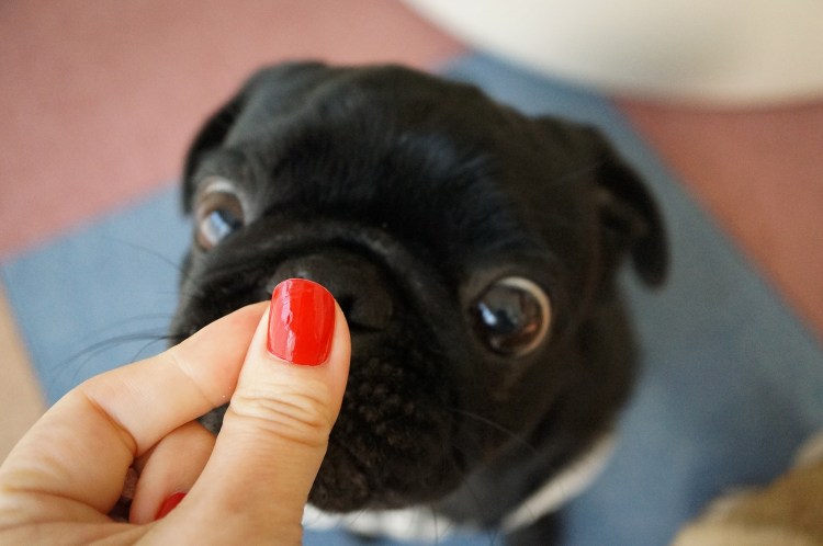 Пигментозный кератит у собак