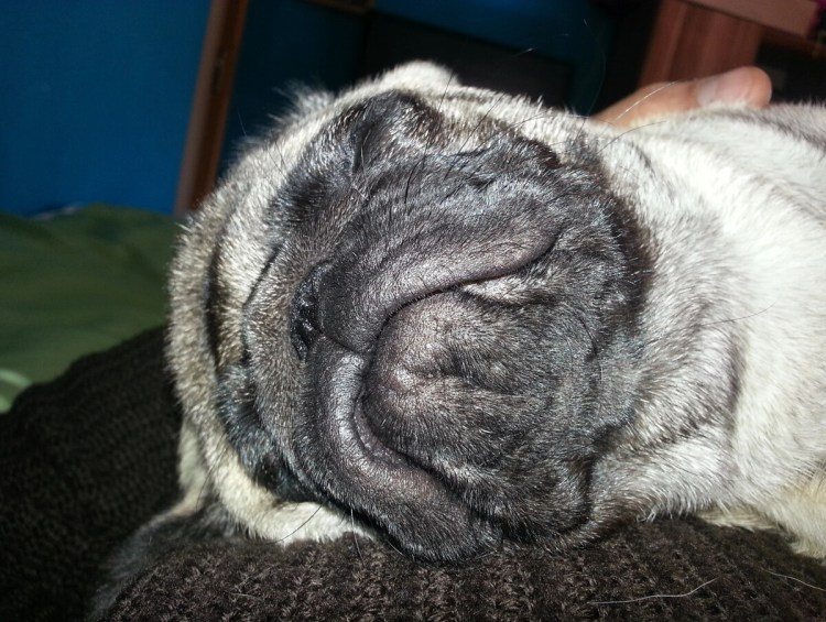 Мопс проблемы со здоровьем