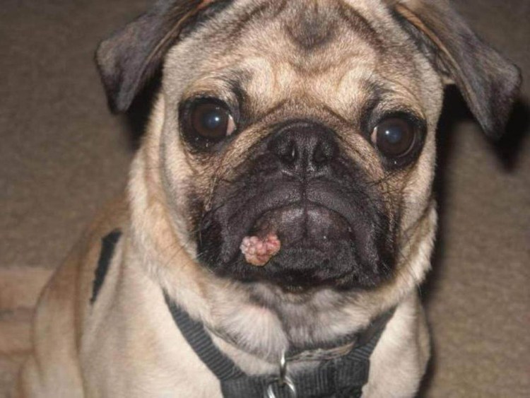 Пигментозный кератит у МОПСА