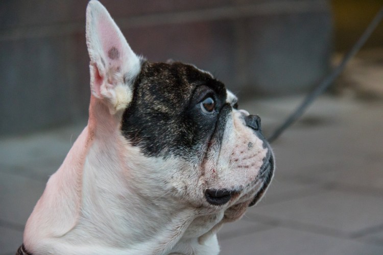 Глаза французского бульдога