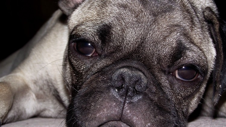 Найден Мопс пикабу Москва