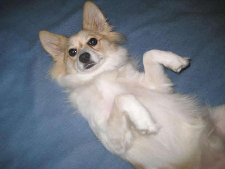 Алопекис порода