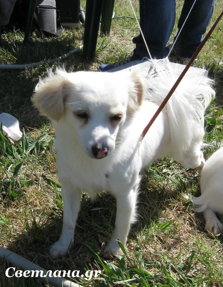 Греческая порода собак Алопекис