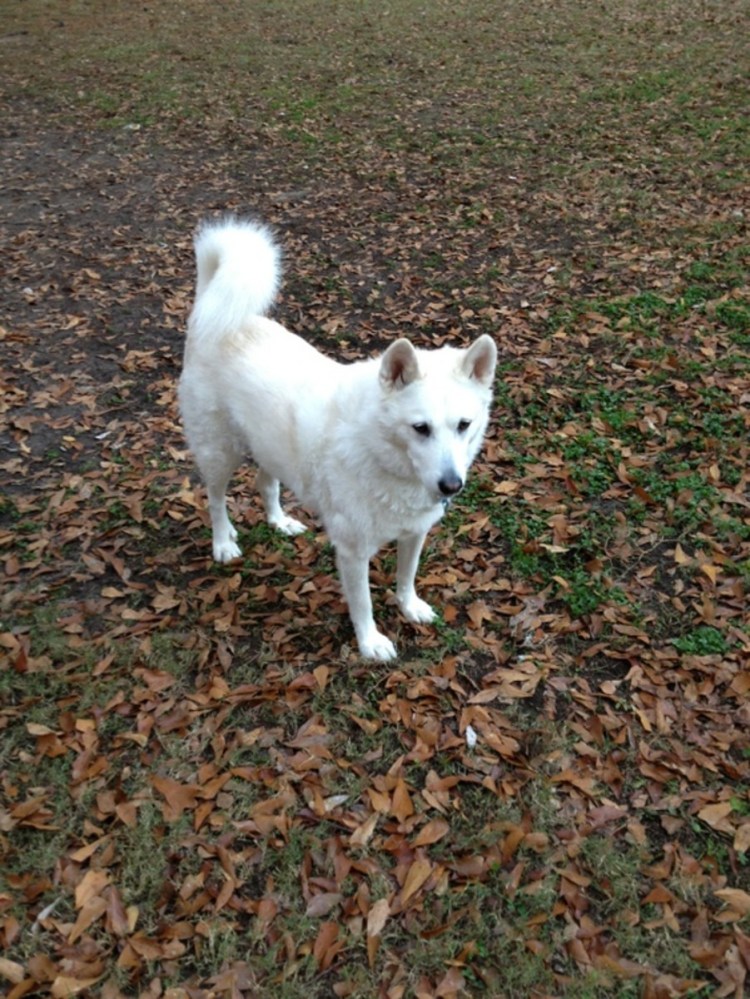 Мексиканская хохлатая пуховая