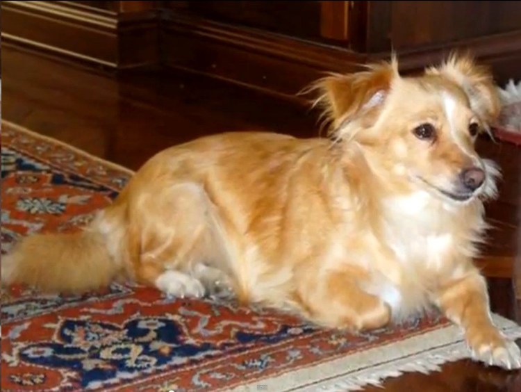 Алопекис длинношерстный черный