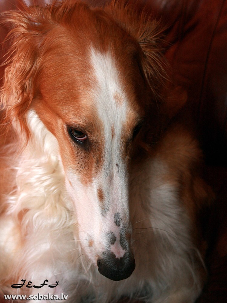 Гончая борзая рыжая