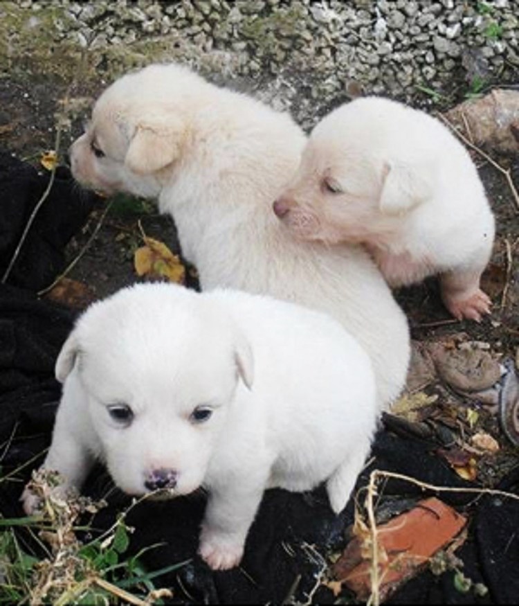 Малая Греческая собака белая