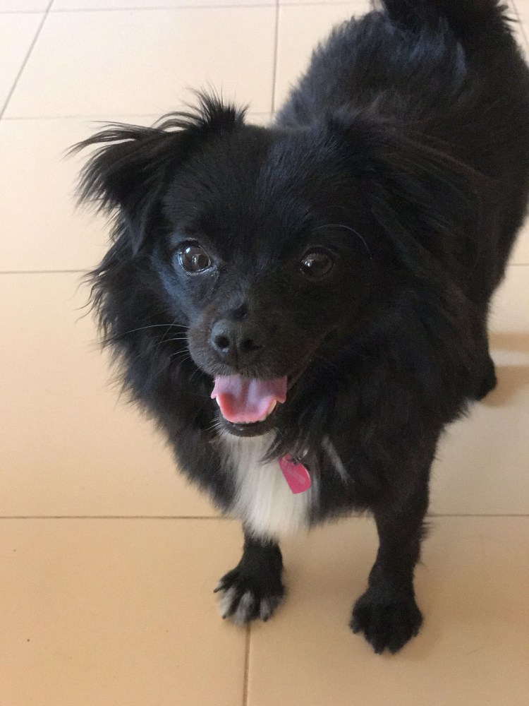 Мексиканский чихуахуа длинношерстный