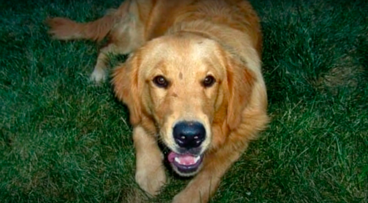 Боснийский торняк порода собак