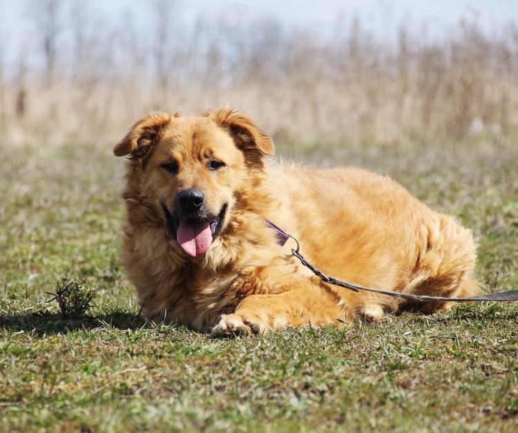 Афганская борзая черная