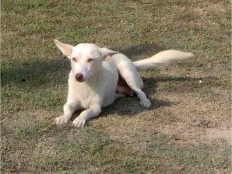 Греческая собака Алопекис
