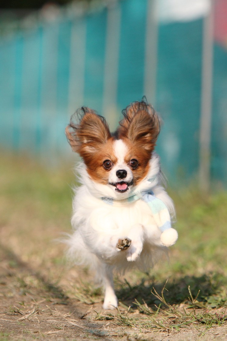 Бернский зенненхунд