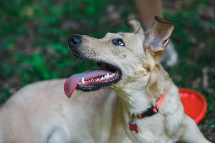 Японский шпиц карликовый
