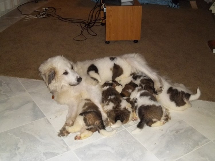 9 Щенят и мама