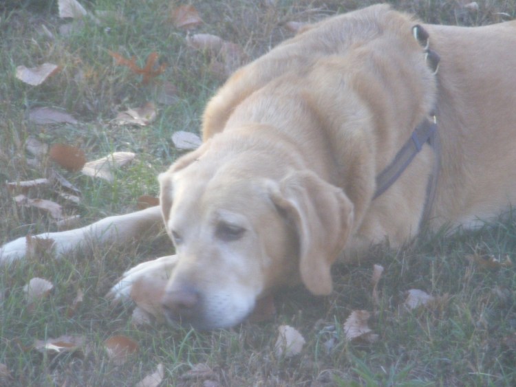 Овчарка на пляже