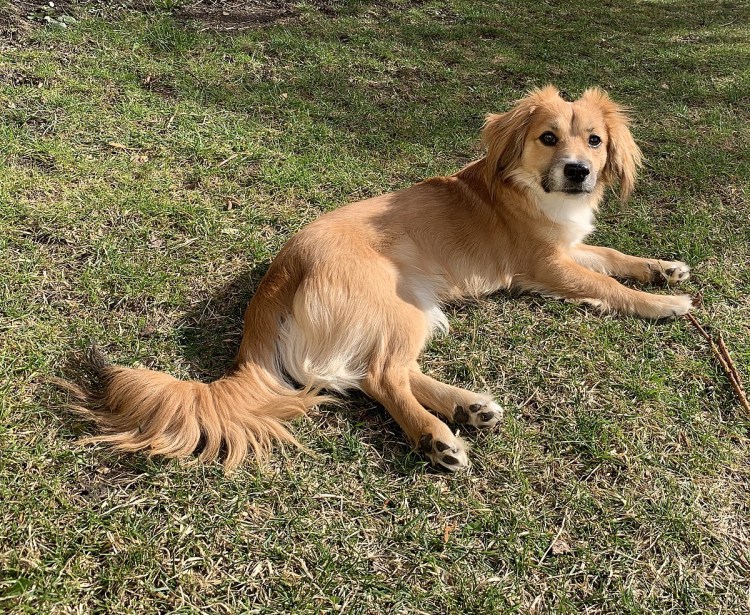 Алопекис Греческая дворняжка