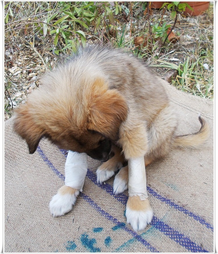 Картинки собак