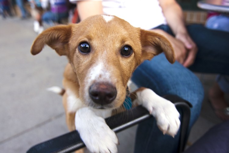 Золотистый ретривер зеленый щенок